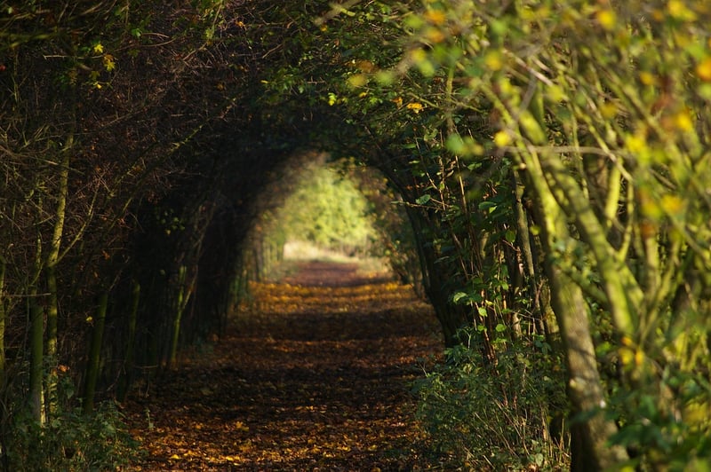 Forest Path